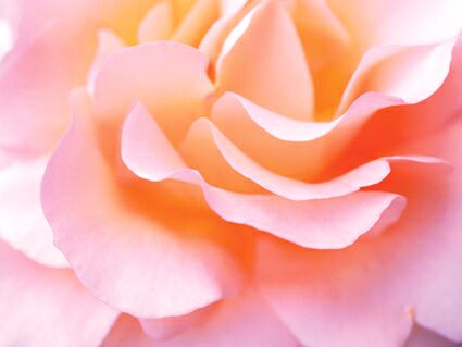 belle fleure ne se pas ...